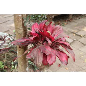 Red Croton Plant